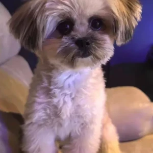 A White-Brown Mix Shih Tzu Dog Missing from Nad Al Hamer Health centre
