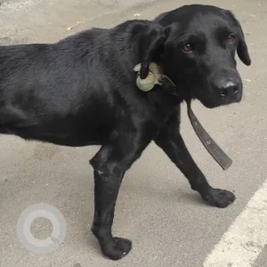 A Black Labrador Dog Found from Kurubarahalli