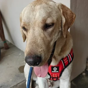 A White Labrador Retriever Dog Found from Navodaya Nagar, J.P. Nagar 8th Phase