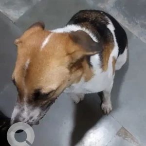 A White-Brown Mix Indie Dog Found from New Delhi-2
