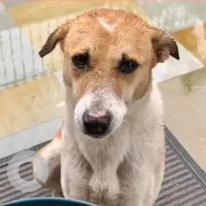 A White-Brown Mix Indie Dog Missing from Gurugram-2