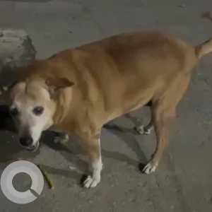 A White-Brown Mix Indie Dog Missing from New Delhi