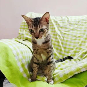 A Black and Brown Tabby Cat Missing from 23048 in Janapriya Utopia Apartments, Attapur