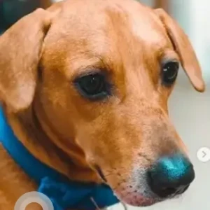 A Brown Indie Dog Missing from Venkateshwara cinema hall, KR puram