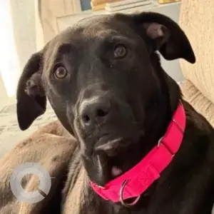 A Black Lab Mix Dog Missing from Fiberloid St/Berkshire Ave