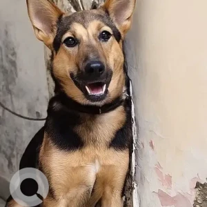 A Black and Brown German Shepherd Dog Missing from Noida sector 53 near kanchangha apartment