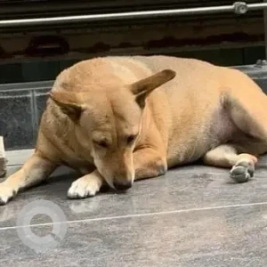 A White-Brown Mix Indie Dog Missing from New Delhi-2