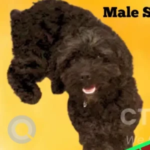 A Black Male Senior Cockapoo Dog Missing from Johnnycake Mountain Road