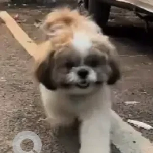 A White-Brown Mix Shih Tzu Dog Missing from Banashankari, Bengaluru