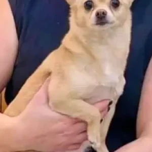 A Golden Chihuahua Dog Missing from Crispy chicken hamdan