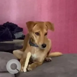 A White-Brown Mix Indie Dog Found from Bengaluru-3