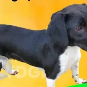 A Black and White Beagle/Dashund Dog Missing from Prospect Street