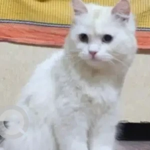 A White Persian Cat Missing from Sona, Ghamroj Petrol Pump area-2
