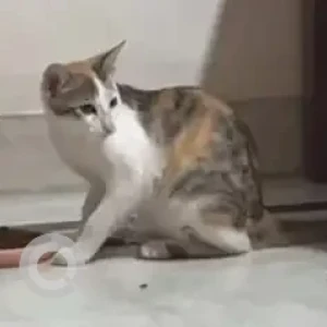 A White-Brown Mix Indie Cat Missing from Kavalbysandra, MM layout-2