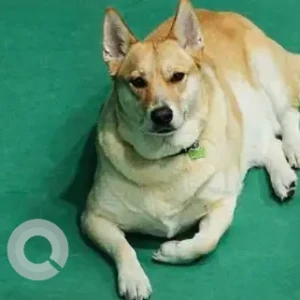 A White-Brown Mix Mix Dog Missing from Near the barkley pet camp, Ras al Khor