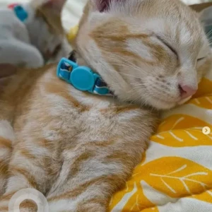 A White-Brown Mix Indie Cat Missing from Koramangala 8th block-3