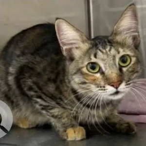A Dusky Domestic Shorthair Cat Found from Metro station internet city