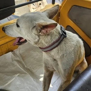 A White Indie Dog Missing from BMAD