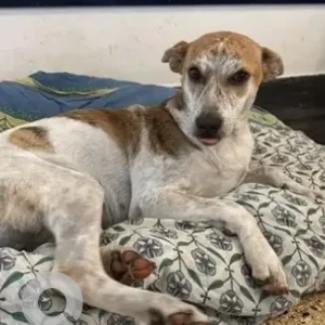A White-Brown Mix Indie Dog Missing from Ashoka Pillar Jayanagar
