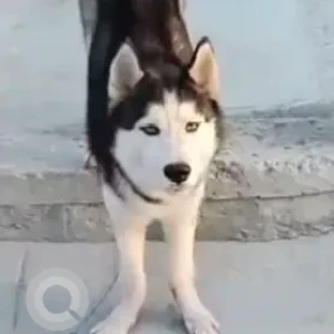 A Black and White Husky Dog Found from Sadhana Layout