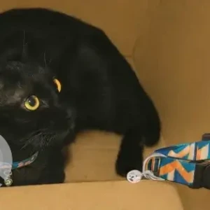 A Black Indie Cat Missing from Ahimsa Terrace Building