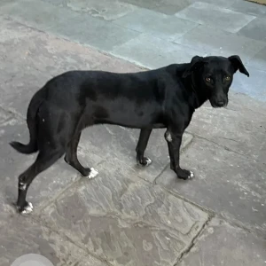 A Black Indie Dog Found from MD market, MD block, Pitampura-2