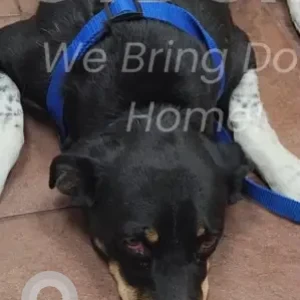 A Black Hound Mix Dog Missing from Colebrook St/Ridgefield St/Keney Park Area