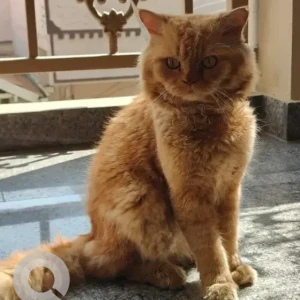 A Orange Persian Cat Found from Bengaluru-2