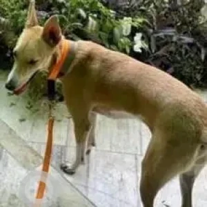 A White-Brown Mix Indie Dog Missing from New Delhi-2