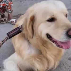 A Light Brown Golden Retriever Dog Found from Kodigehalli, Virupakshapura-3