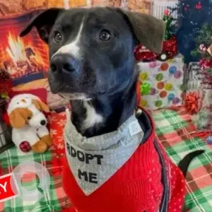 A Black and White Mix Dog Missing from Inman Square / Cambridge Hospital