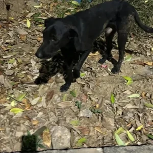 A Black Indie Dog Found from Sector 47, Gurugram