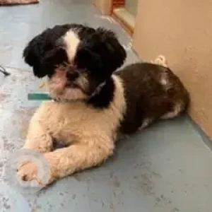 A White-Brown Mix Shih Tzu Dog Found from Sudhama Nagar, Shantinagar bus stop