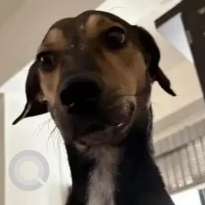 A Black and White Indie Dog Missing from Animal farm NGO, Wadebolai