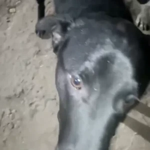 A Black Indie Dog Found from Sadhna Enclave, Malviya Nagar-2