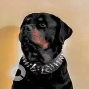 A Black and Brown Rottweiler Dog Missing from Sunlight Colony, New Delhi