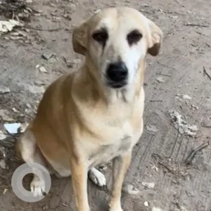 A White-Brown Mix Indie Dog Missing from N block Panchsheel Park