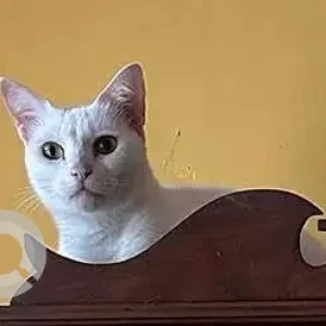 A White Indie Cat Missing from Panaji-2