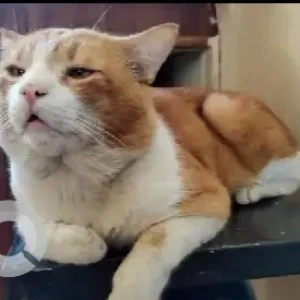 A White-Brown Mix Indie Cat Missing from Kanaka Nagar, RT Nagar