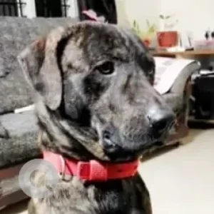 A Black and Brown Indie Dog Missing from Rajarajeshwari Nagar, Dasanakoppalu-2