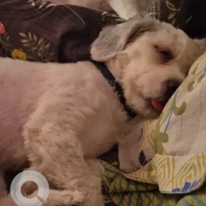 A White Lhasa Apso Dog Found from Moti Bagh area, M. Vishweshwaraiah