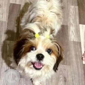 A White-Brown Mix Shih Tzu Dog Missing from Police Colony, Itanagar