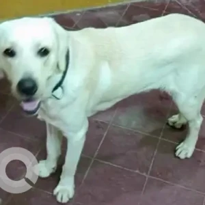 A White Labrador Dog Missing from Adugodi, Hosur Road