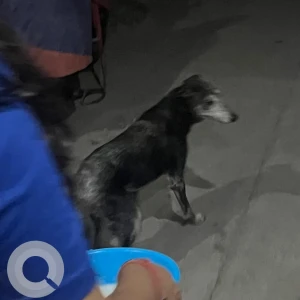 A Black and White Indie Dog Found from Hari Nagar, New Delhi