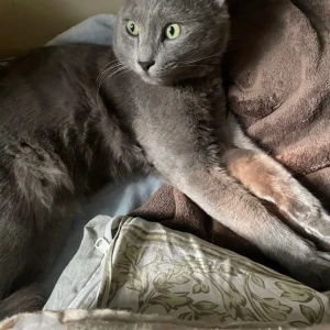 A Black Nebelung Cat Missing from Lakkadpur-2