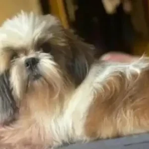 A White-Brown Mix Shih Tzu Dog Missing from Hoskerehalli, Eshwari school-2