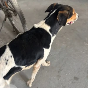 A Black and White Indie Dog Found from Hosa Road, Mahaveer ranches-2
