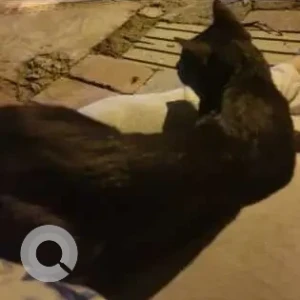 A Black Indie Cat Missing from Sadiq Nagar, New Delhi-3