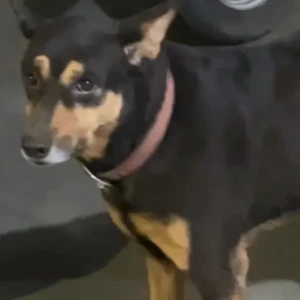 A White-Brown Mix Indie Dog Missing from Model Colony Shivajinagar