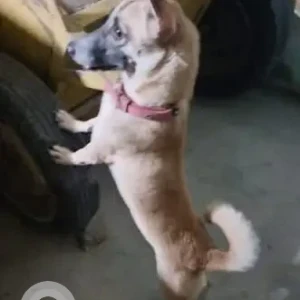 A White-Brown Mix Indie Dog Missing from Valasaravakam